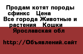 Продам котят породы сфинкс › Цена ­ 4 000 - Все города Животные и растения » Кошки   . Ярославская обл.